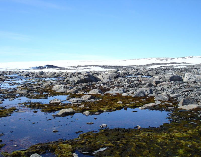 moss beds in antarctica, increased winds, linked with the ozone hole appear to be drying them out and decreasing their growth rates.