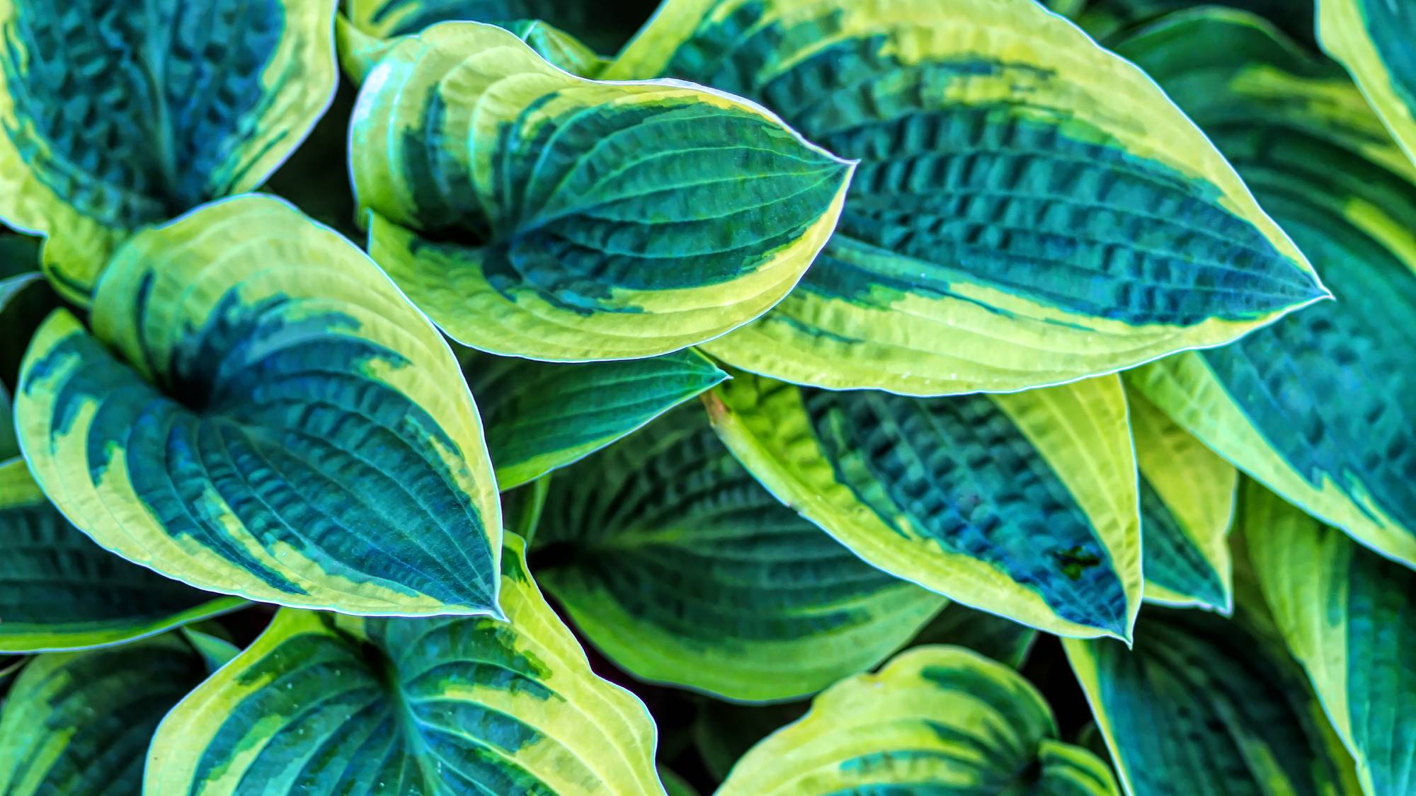 Close up of variegated hosta leaves