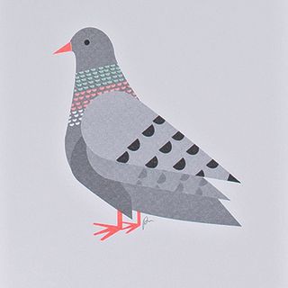 grey pigeon print