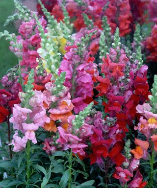 Pink and red snap dragons