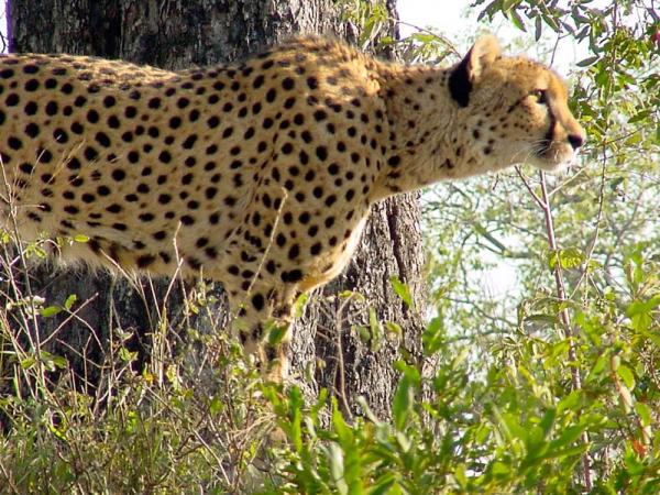 kruger-park-14-02
