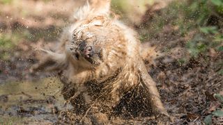 Muddy dog shaking