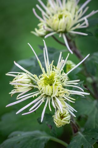 how to grow chyrsanthemums: Chrysanthemum 'Spiro White'