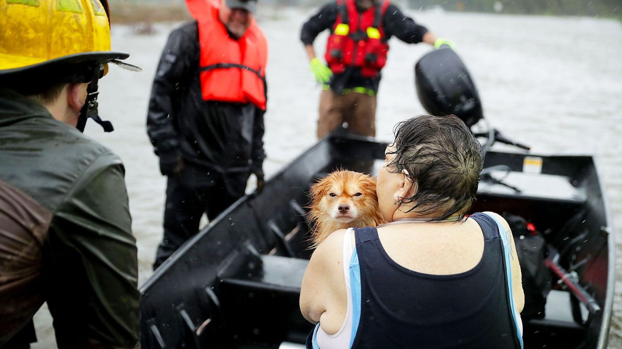 People, Human, Canidae, Companion dog, Vehicle, 