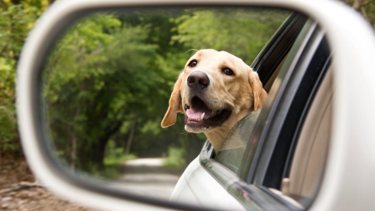 Labrador in car