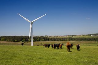 Wind Turbine on farm with cattle, Co. Durham, England, UK