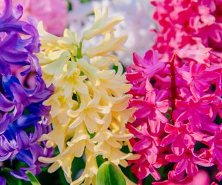 Pink, purple and white hyacinths in bloom