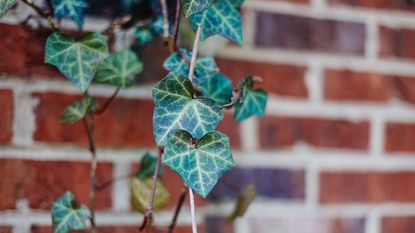 Ivy growing on a brick wall