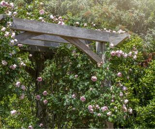 Pergola with climbing flowers