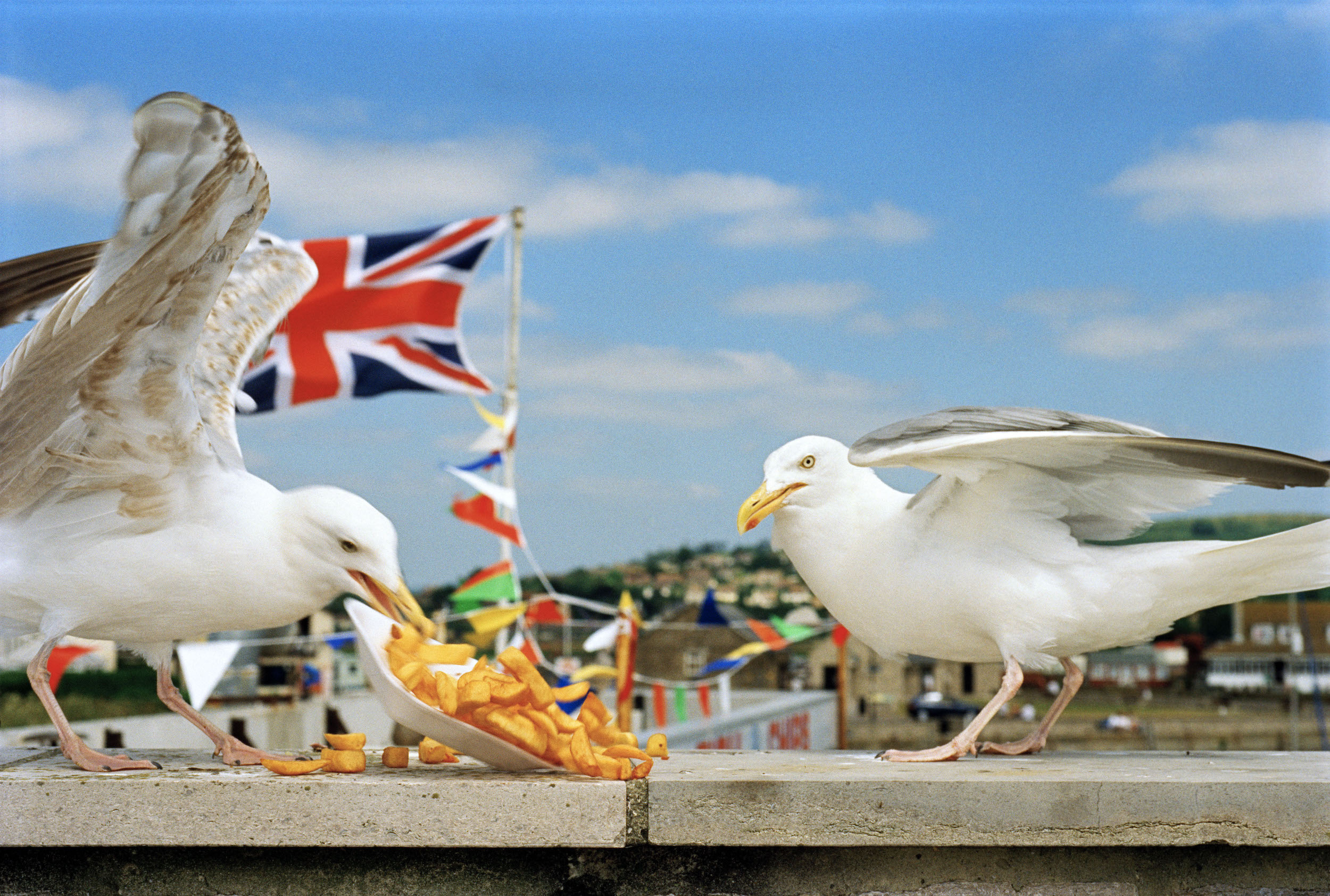 Paris Photo 2025 image: seagulls eating chips at British seaside