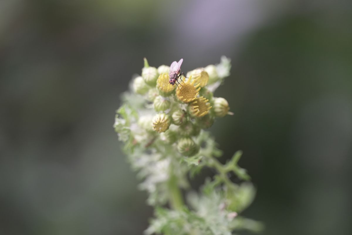 Sony ZV-E10 II sample macro images of an insect on a plant