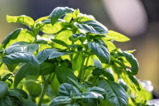 A blooming basil patch
