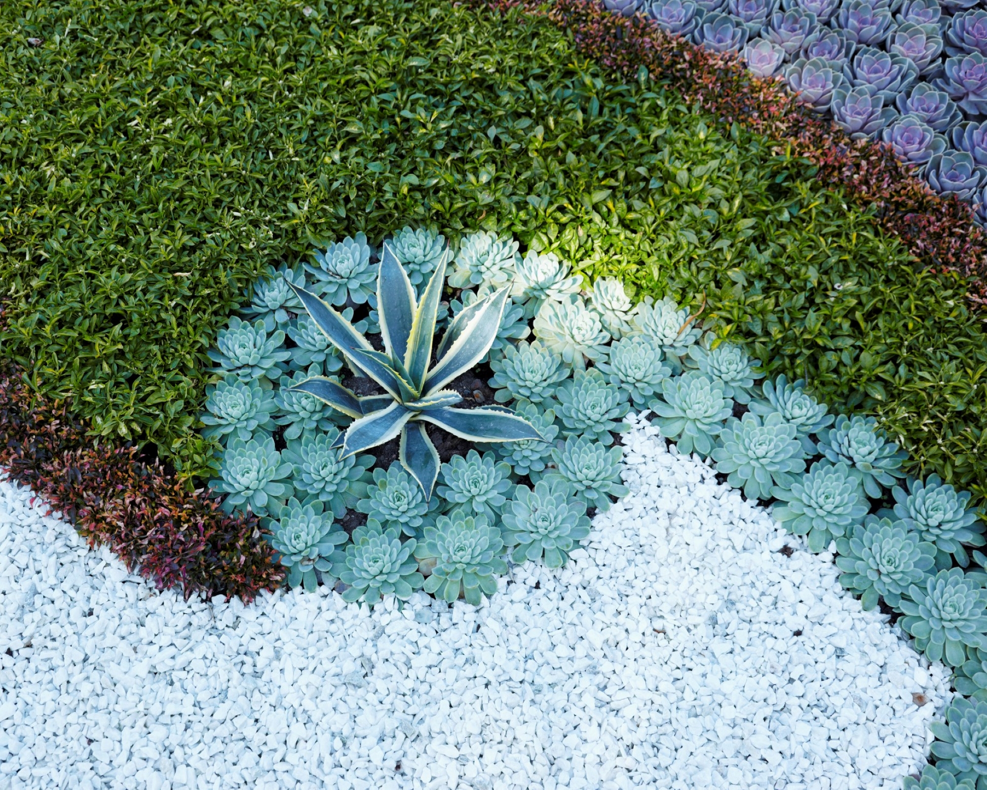 A succulent and gravel planting scheme