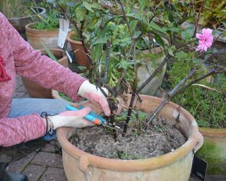 Cutting back a potted dahlia in autumn