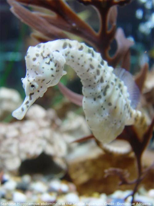 Secret of the Sea Horse: How Creature Got its Curve | Live Science