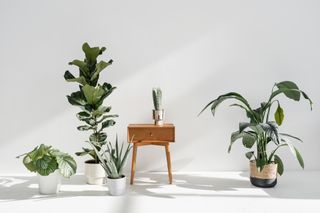 Houseplants and a wooden side table in a white minimalistic space.