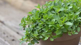 Oregano in pot on a wooden table