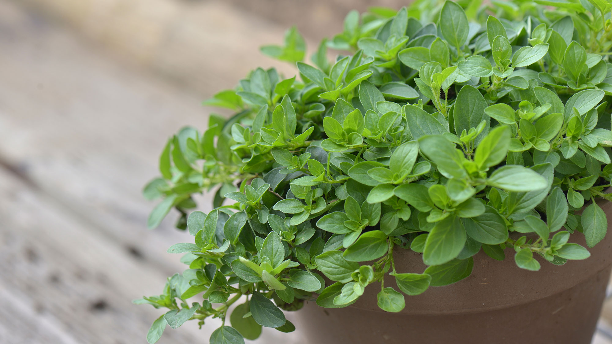 Oregano in a pot on a wooden table