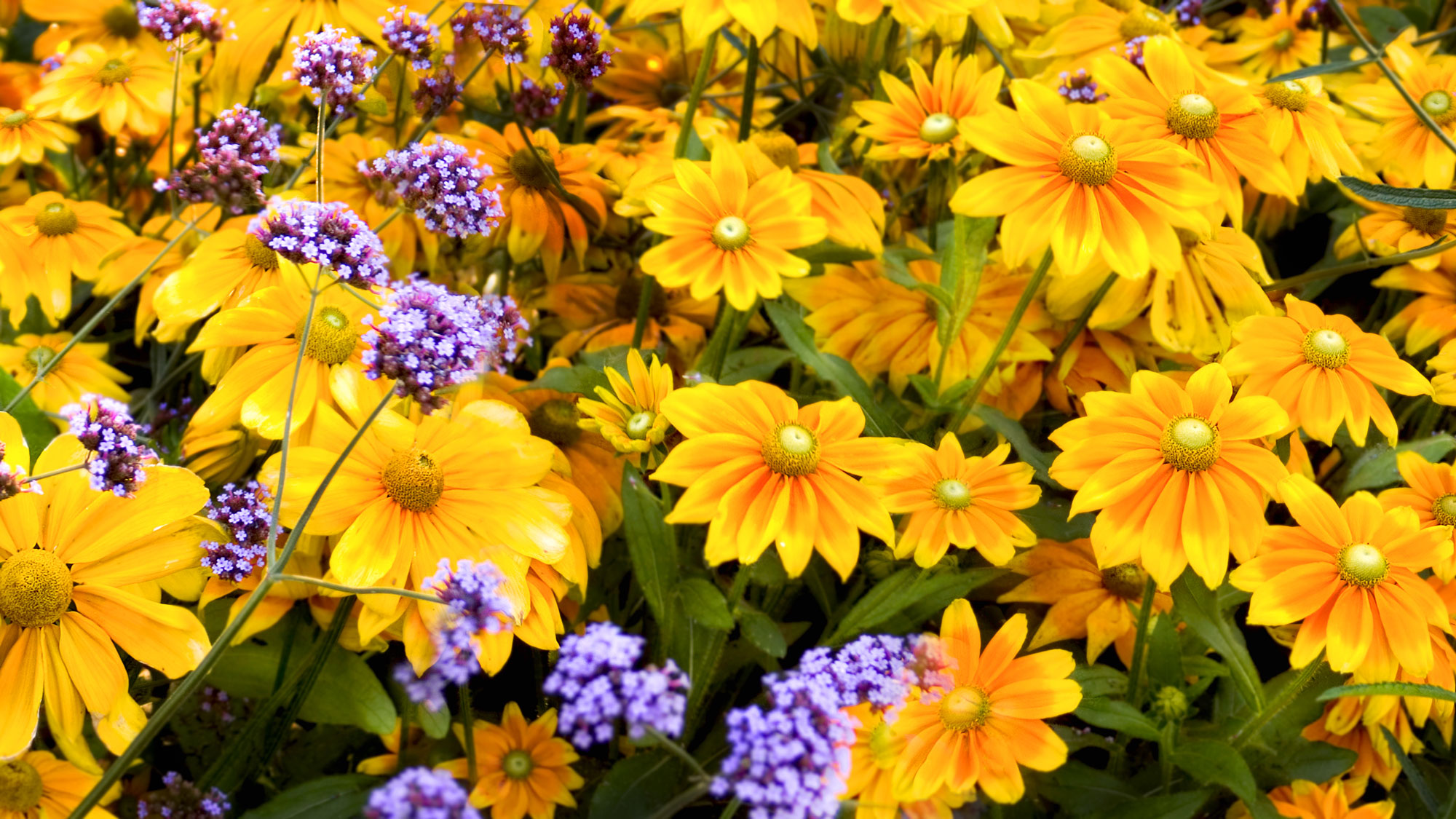gold and yellow flowers with purple verbena