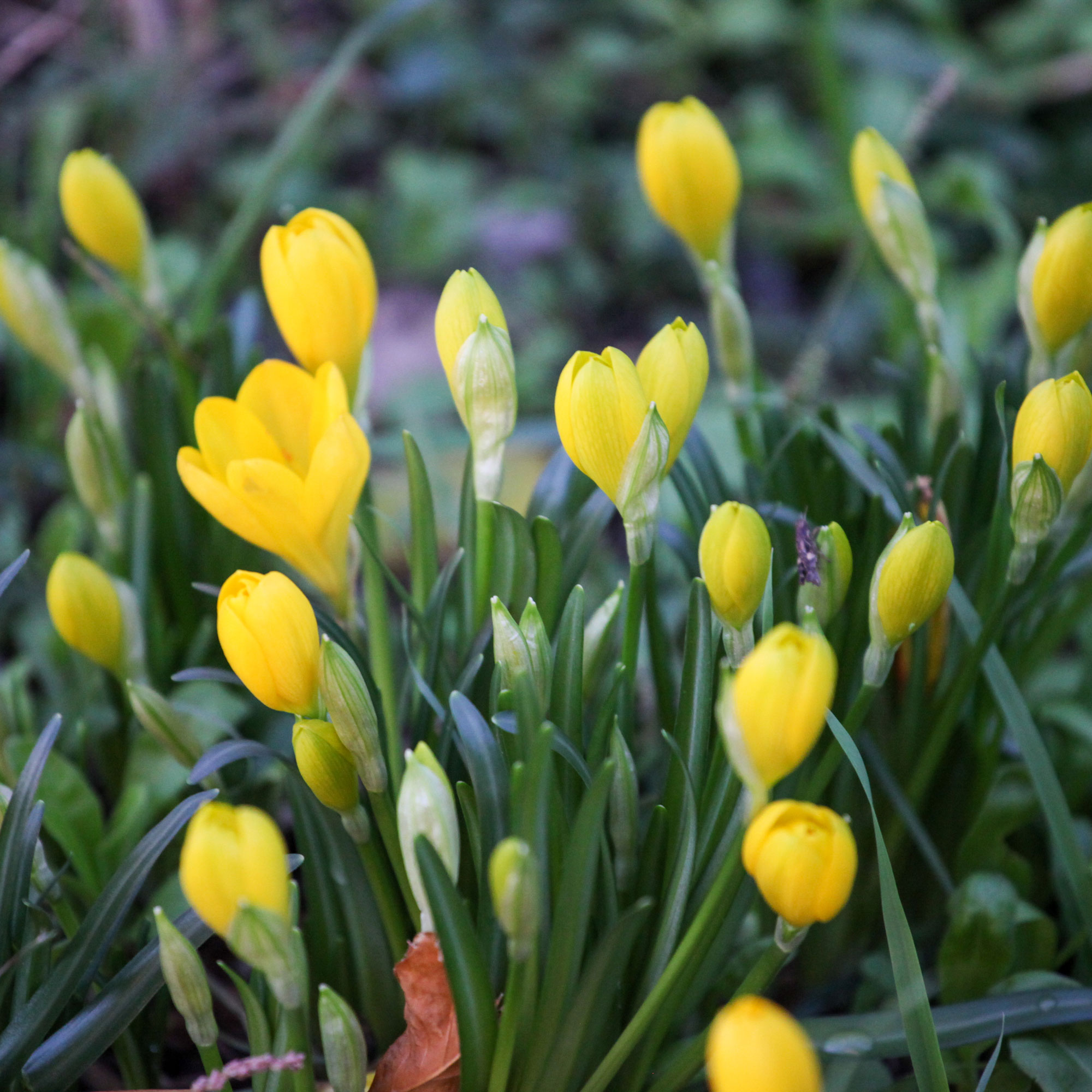 Daffodils in the ground