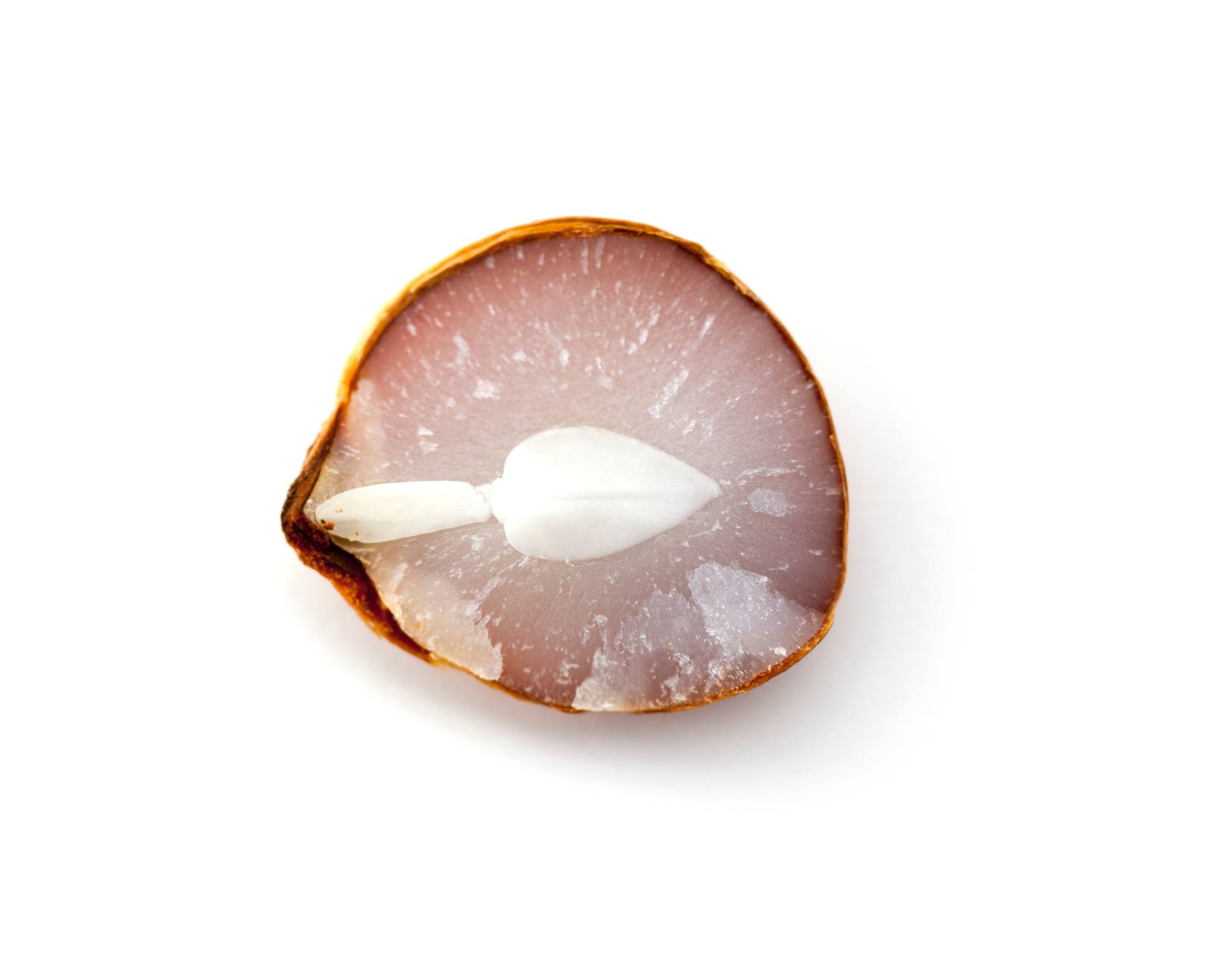 Inside of persimmon seed shows spoon shape