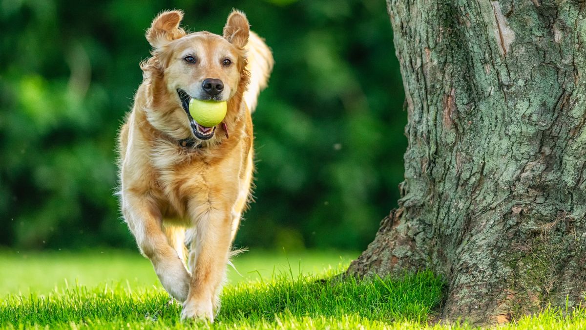 A Golden Retriever running with her ball in yard by a tree