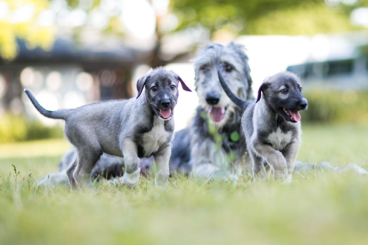 Identical Twin Puppies Confirmed with DNA Tests | Live Science