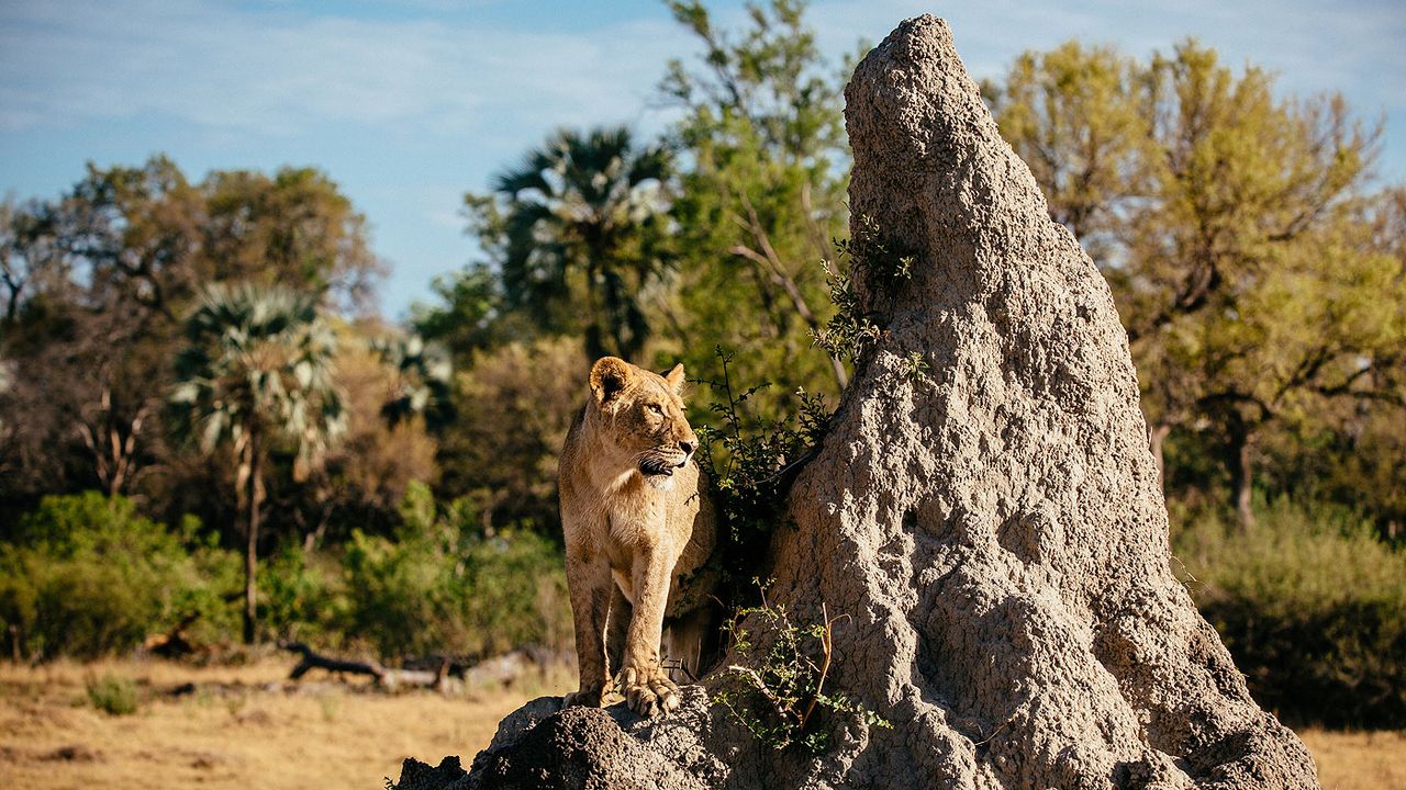 Okavango Delta lion on a termite hill