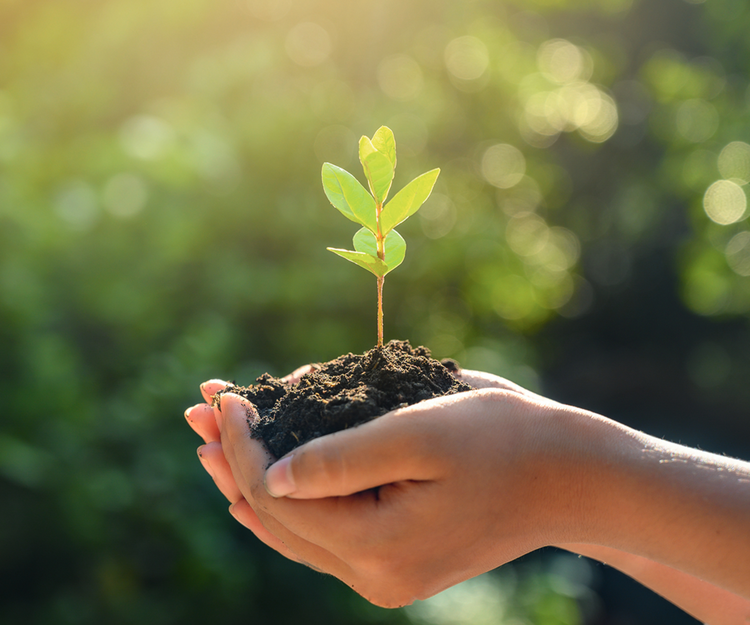 hands holding small pile of soil with seedling growing out of it