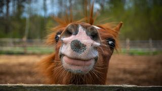 chestnut horse peering over a fence