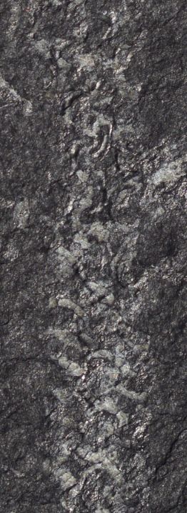 A detailed look at the graptolite fossil.