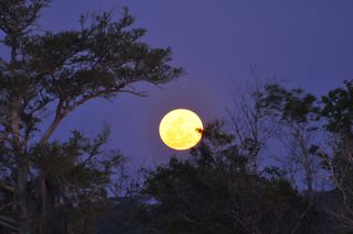 The full moon rises behind some trees in this photo taken by skywatcher Brad Ervin in Bruswick, Georgia on March 19, 2011, when the moon was closer to Earth than it had been in 18 years.