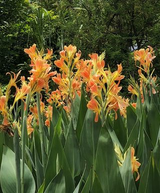 Orange canna lilies in a field