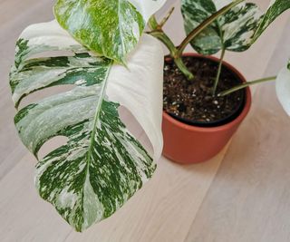A green monstera plant with large leaves