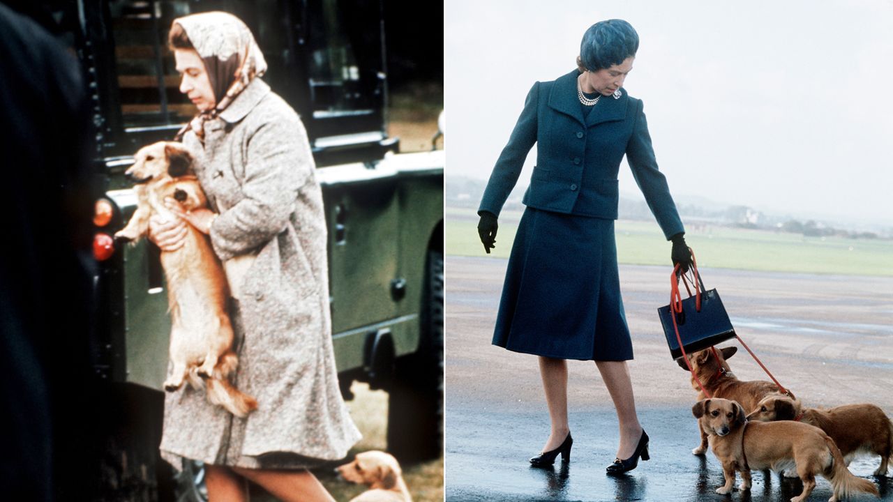 Queen Elizabeth lifts a corgi on to a train and she walks a group of corgis 