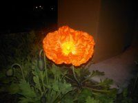 Flash with No Autofocus