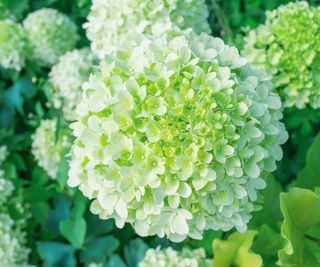 Green-tinged bloom of a limelight hydrangea