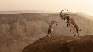 At a high altitude, two ibexes stand on a cliff with the Zin desert in the background, one jumping mid air.