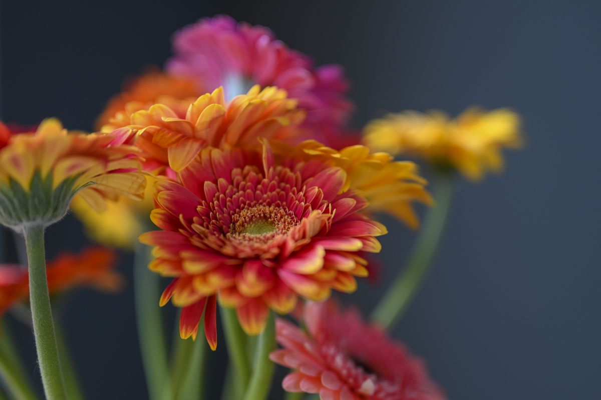Nikon Z6 II