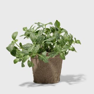 A product image of a fittonia white house plant 