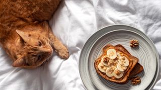 Cat eyeing up a plate of peanut butter and banana on toast