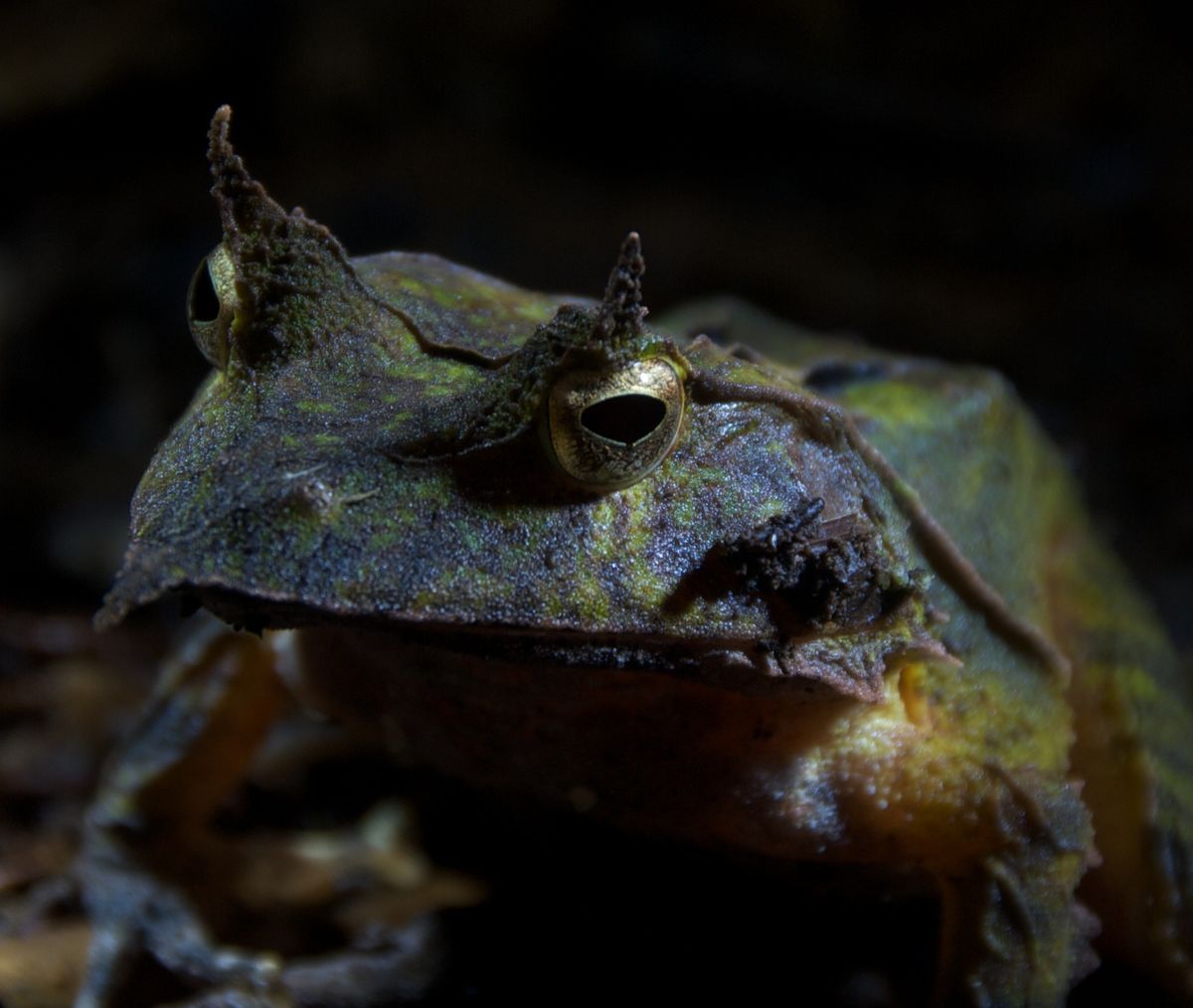 40 Freaky Frog Photos | Images of Frogs | Amphibian Pictures: Page 3 ...