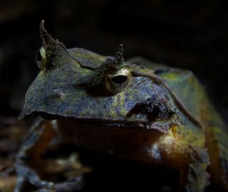 Solomon's Horned Frog