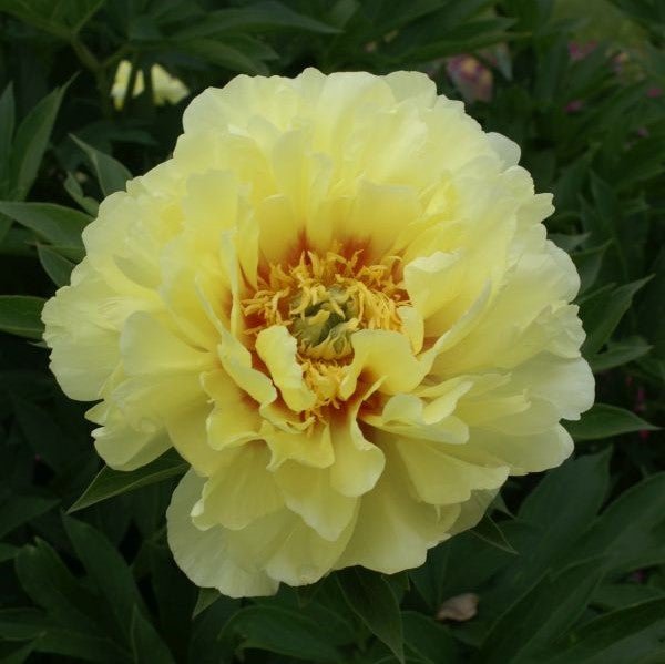 Bartzella Itoh Peony - #2 Container