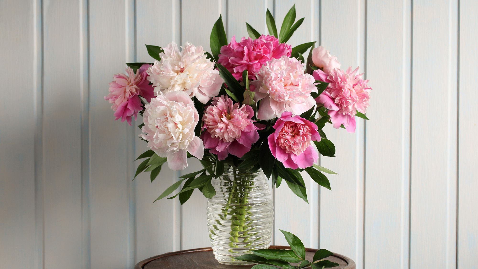 Cut peonies in a glass vase