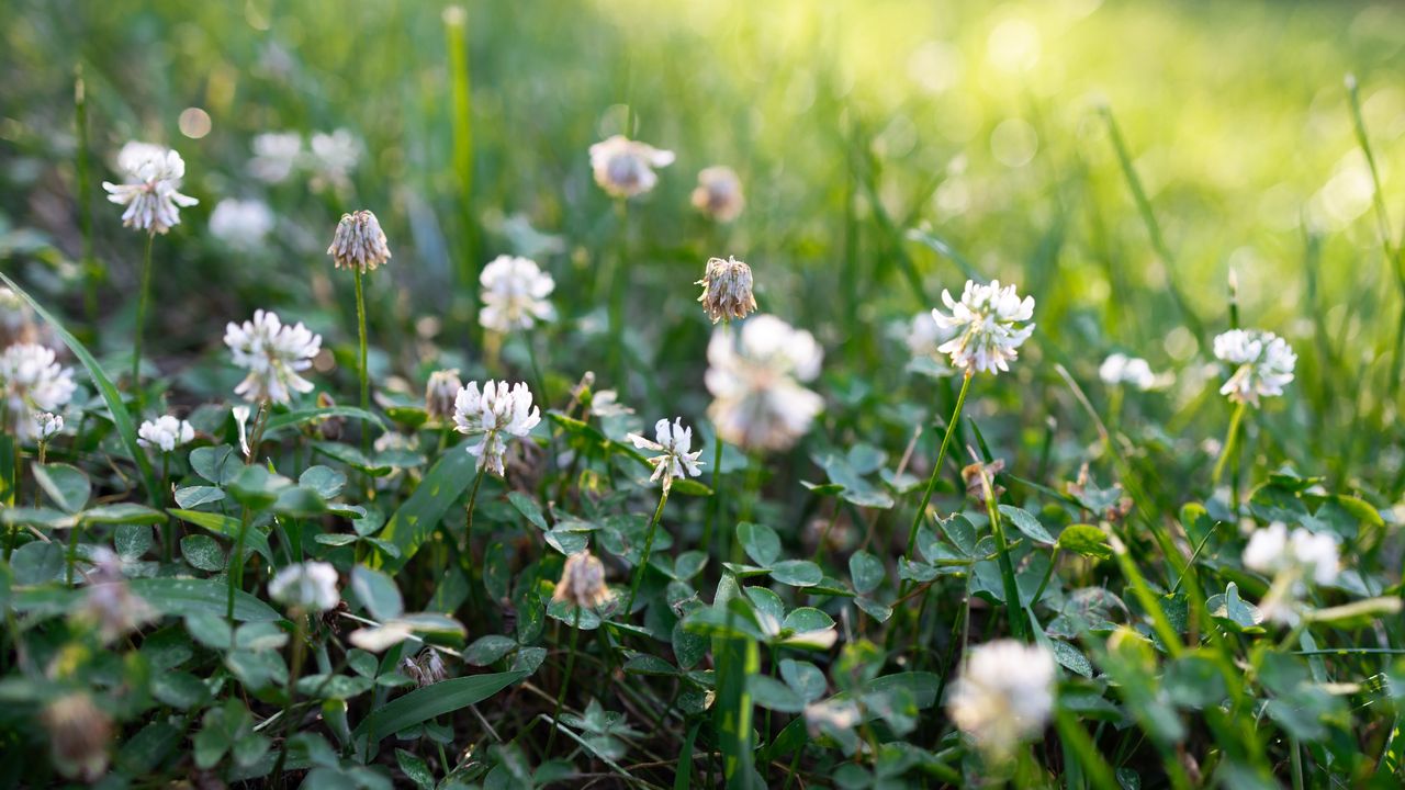 White clover in lawn