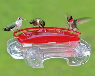 Hummingbirds eating at a Jewel box hummingbird feeder