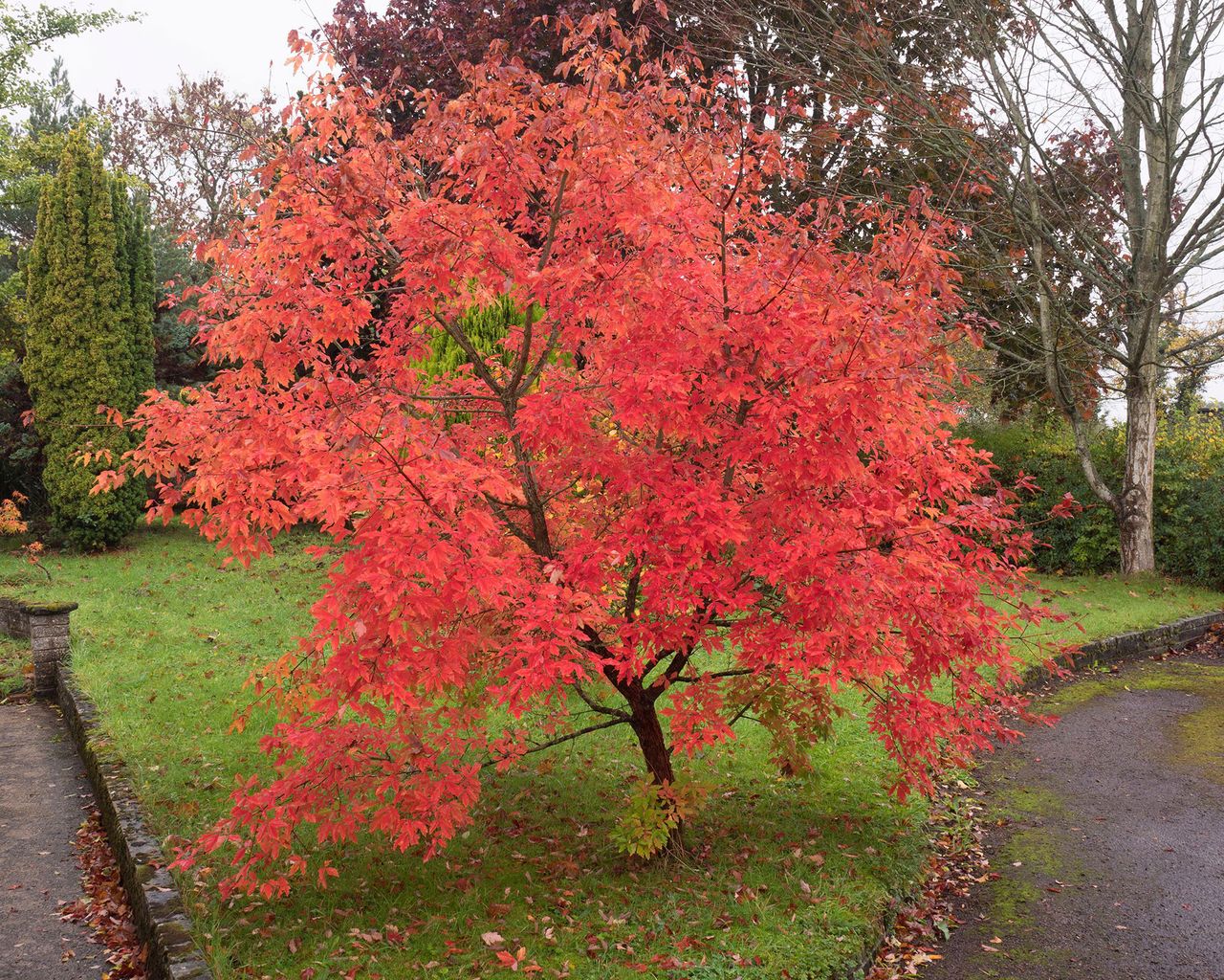 Best trees for front yards: 11 top picks for stunning curb appeal ...