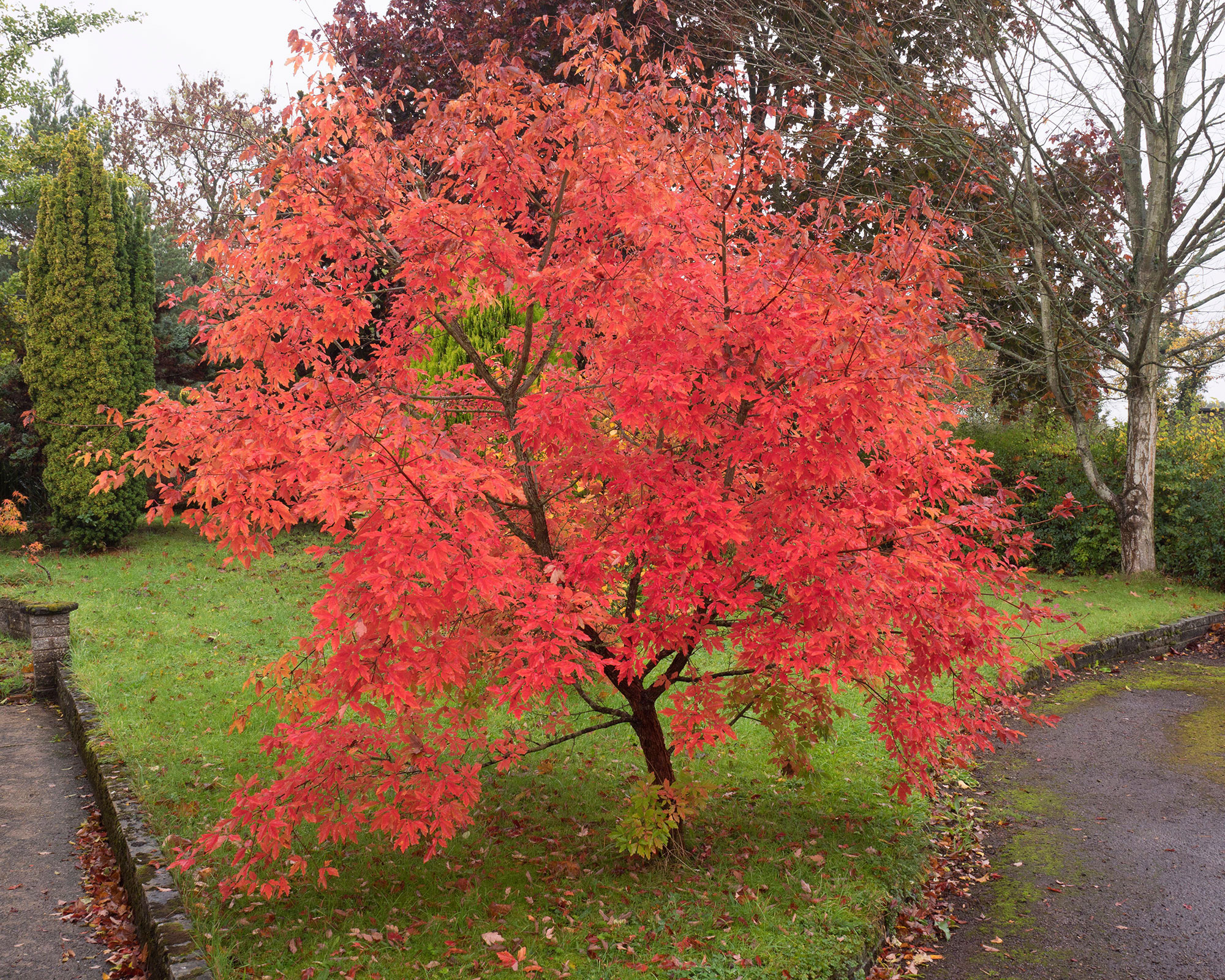 Acer griseum, also known as Paperbark Maple, in a garden in autumn