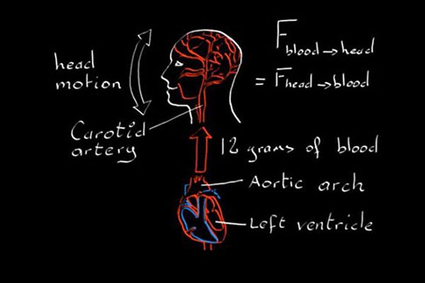 heart rate can be measured by head motion